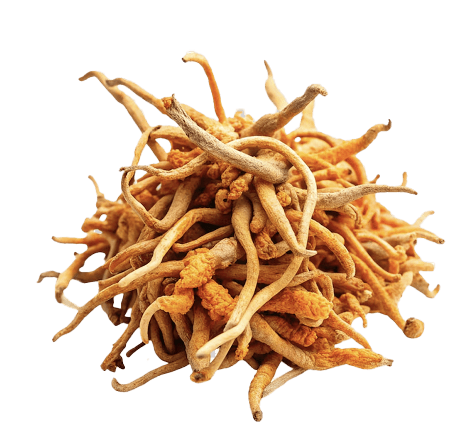 Cordyceps