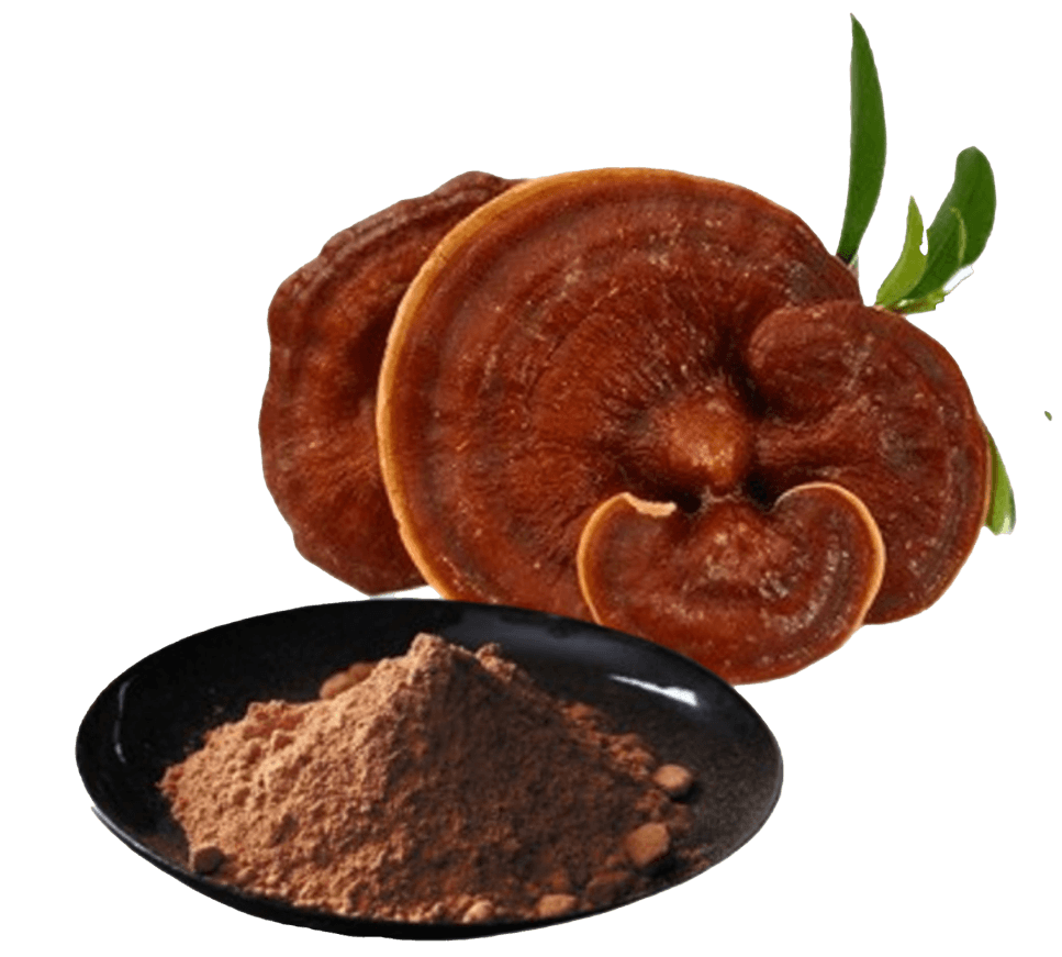 Ganoderma